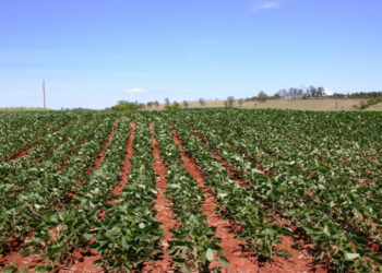 Frijoleros zacatecanos son extorsionados por la delincuencia organizada y “coyotes”