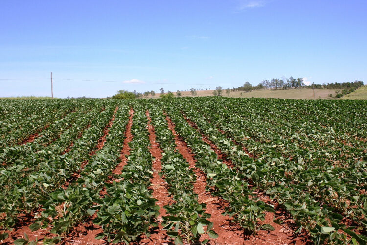 Frijoleros zacatecanos son extorsionados por la delincuencia organizada y “coyotes”