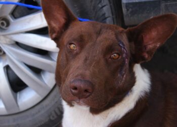 Ayuntamiento Zacatecas realiza jornada de esterilización de animales callejeros