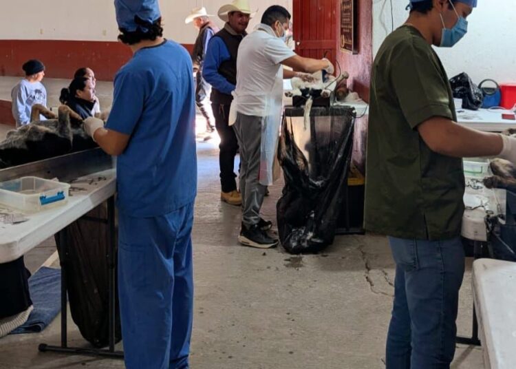 Inicia campaña de esterilización canina en municipios de Zacatecas