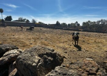 Detectan un caso de rabia bobina en el municipio de Atolinga