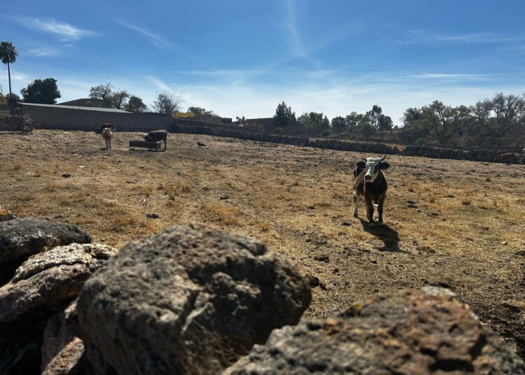 Detectan un caso de rabia bobina en el municipio de Atolinga