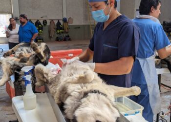 Esterilizarán perros y gatos en Concha del Oro, Villagarcía y Río Grande