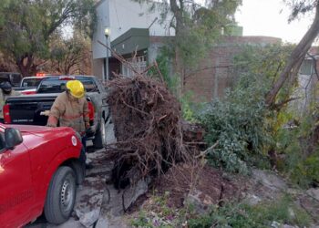 Fuertes rachas de viento provocan la caída de arboles en Guadalupe y Zacatecas