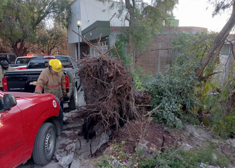 Fuertes rachas de viento provocan la caída de arboles en Guadalupe y Zacatecas