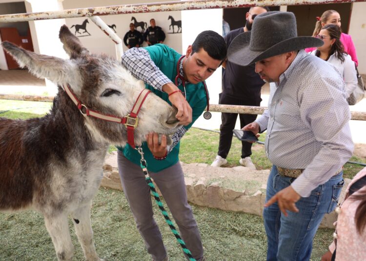 Luego del maltrato al burro, lo rescatan autoridades de Jerez; no hay sanción a sus dueños