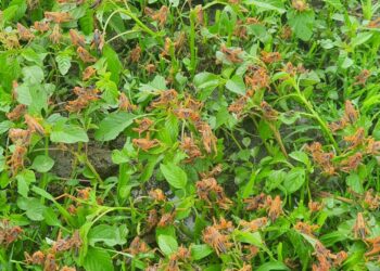 Alerta: plaga de chapulines afecta 20 mil hectáreas de frijol