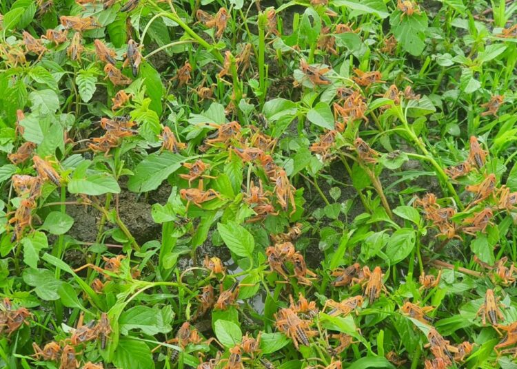 Alerta: plaga de chapulines afecta 20 mil hectáreas de frijol