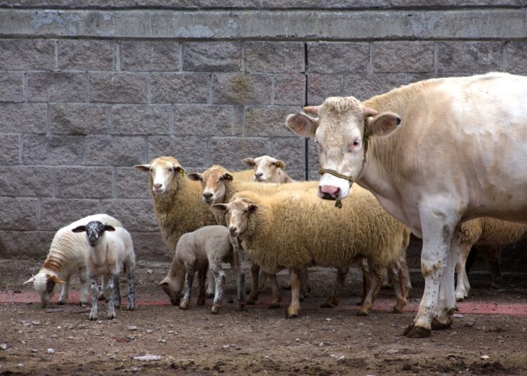 Se confirman 7 casos de rabia paralítica bovina en Zacatecas; se aplican 31 mil vacunas