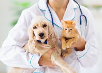 Seguros para Mascotas. ¿Realmente Existen?