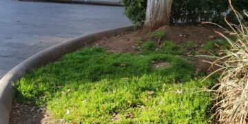 Vandalizan la Alameda y el Parque Arroyo de la Plata