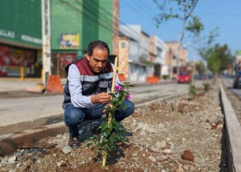 Bugambilias y otras 40 especies, se plantarán en el municipio de Guadalupe