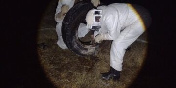 Desalojan Unidad Deportiva de Guadalupe para retirar dos panales y evitar incidentes