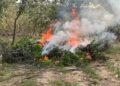 Aseguran campamento, destruyen 60 mil plantas de marihuana, pero no hay detenidos