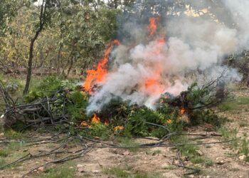 Aseguran campamento, destruyen 60 mil plantas de marihuana, pero no hay detenidos