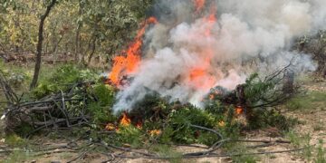 Aseguran campamento, destruyen 60 mil plantas de marihuana, pero no hay detenidos