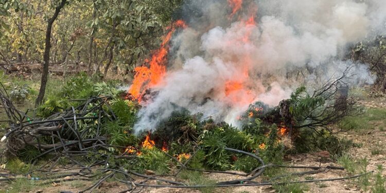 Aseguran campamento, destruyen 60 mil plantas de marihuana, pero no hay detenidos