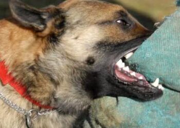 Perros atacan y matan a dos personas en el basurero de Toribio, en Calera
