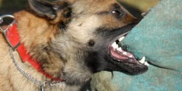 Perros atacan y matan a dos personas en el basurero de Toribio, en Calera