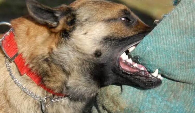 Perros atacan y matan a dos personas en el basurero de Toribio, en Calera