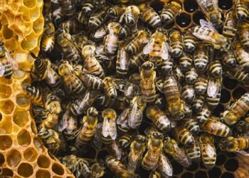 Atacan las abejas, ahora en Villa de Cos; hay varias personas con picaduras