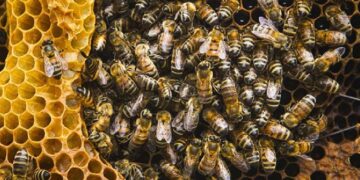 Atacan las abejas, ahora en Villa de Cos; hay varias personas con picaduras