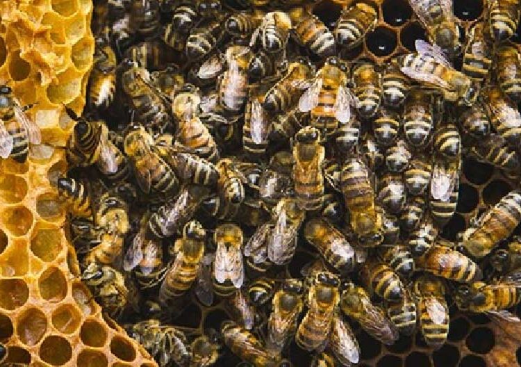 Atacan las abejas, ahora en Villa de Cos; hay varias personas con picaduras